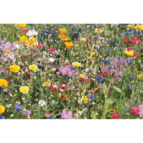 SEEDLOPE Enveloppe graines fleurs sauvag - 3