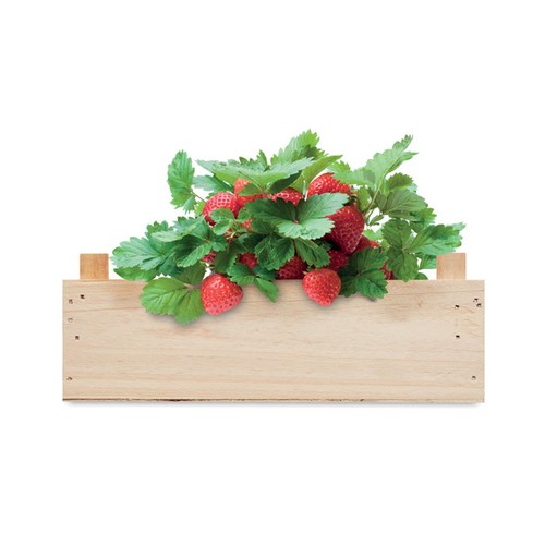 STRAWBERRY Graines de fraises dans une cai - 4