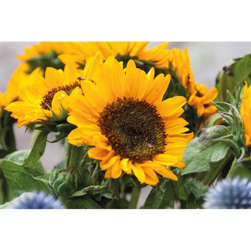 GIRASOL Graines de tournesol - 5