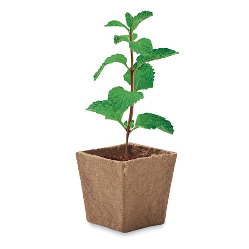 MINT KIT Kit de graines de menthe - 3