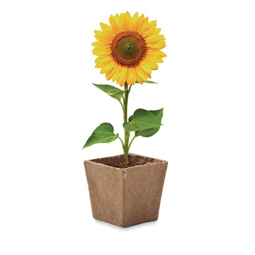 beis SUNFLOWER KIT Kit de cultivo de girasoles
