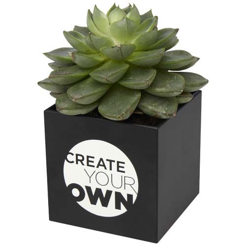 black Maceta de aluminio con planta, suculenta,