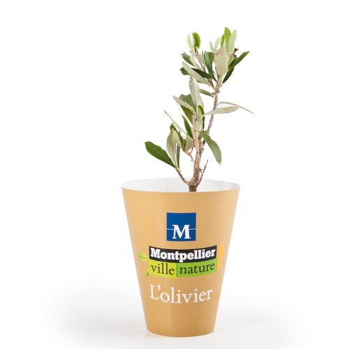 OLIVIER PETIT ARBRE EN POT BIODÉGRADABLE thumbnail 4