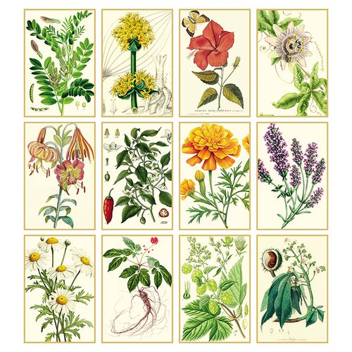 ERBORISTERIA ERBORISTERIA