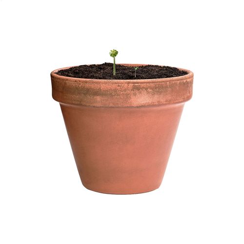 Seed Ball Flobba Seed Ball Flobba