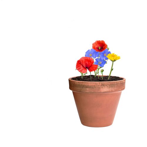 Seed Ball Flobba Seed Ball Flobba