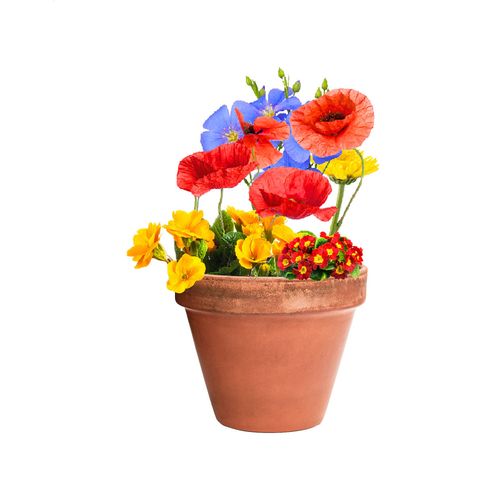 Boule De Graines Flobba - 8