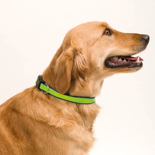 blue Collar Muttley