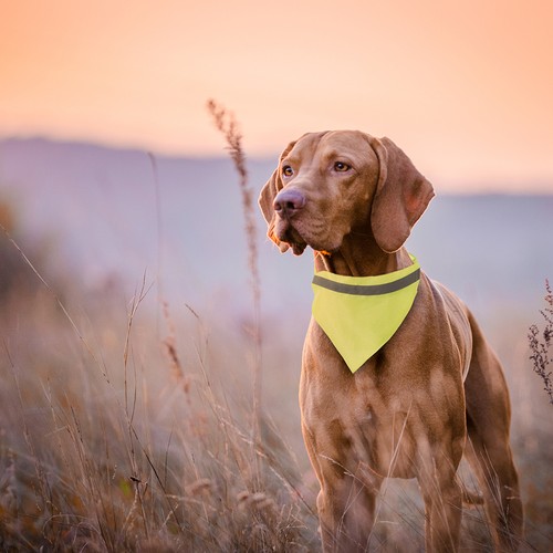yellow Collar Bandana Bipols