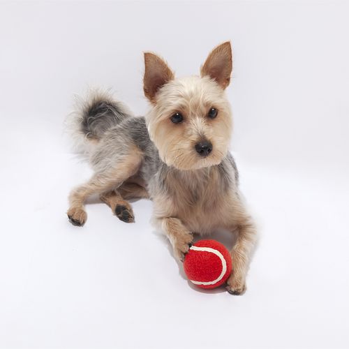 red Pelota Niki