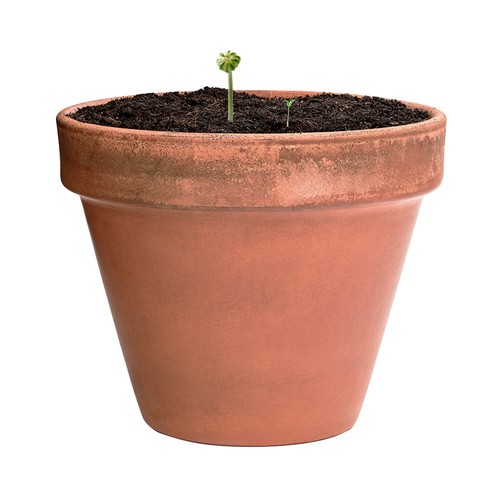 s/c Bombón Semillas Mussox