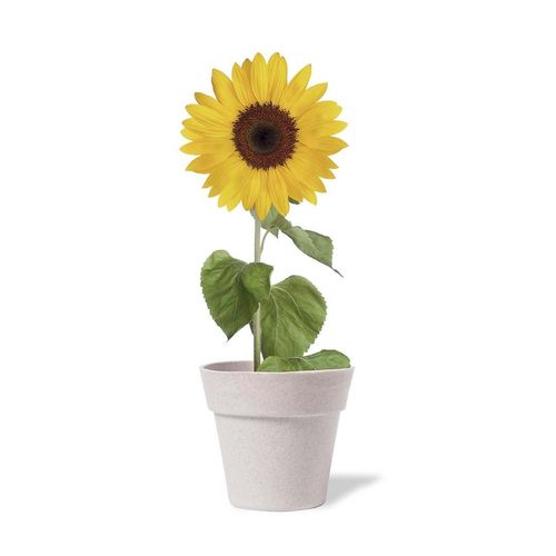 Pot de Fleurs Tumil - 5