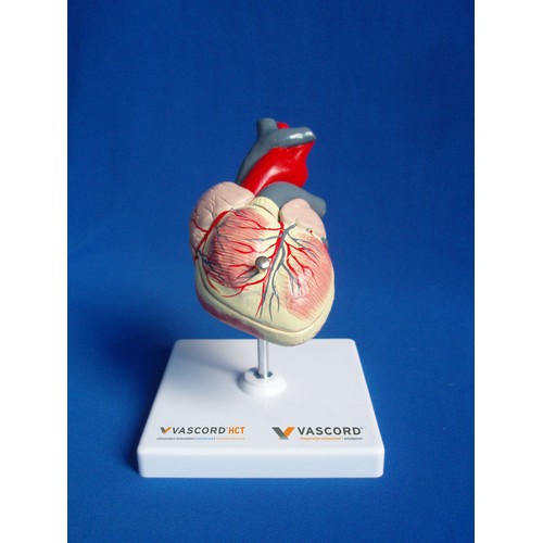 HEART 3D ANATOMIC MODEL