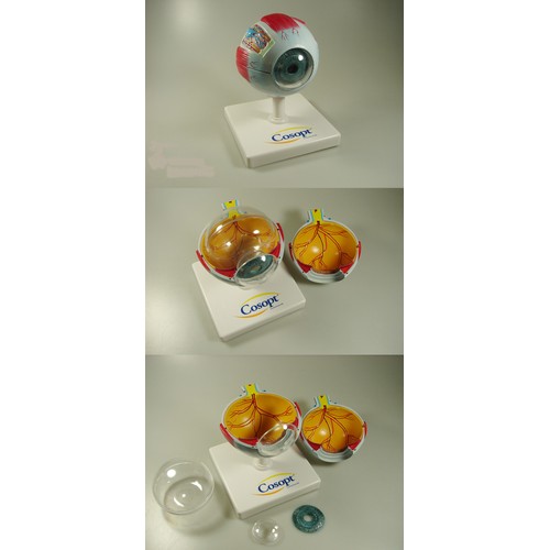EYE 3D ANATOMIC MODEL