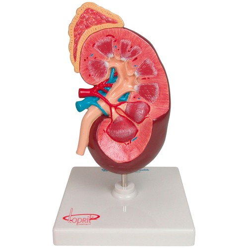 KIDNEY 3D ANATOMIC MODEL