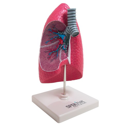 LUNG 3D ANATOMIC MODEL