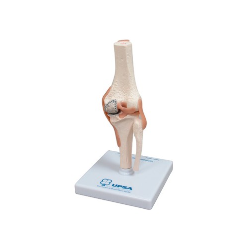 KNEE 3D ANATOMIC MODEL