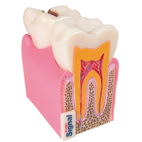 TOOTH 3D ANATOMIC MODEL