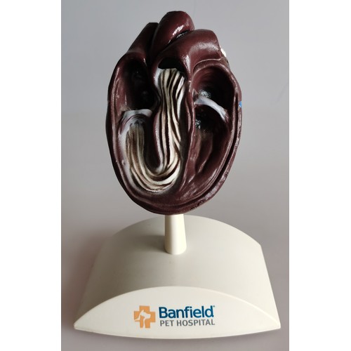 CANINE HEART MODEL