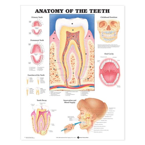 DENTIST 3D CHART