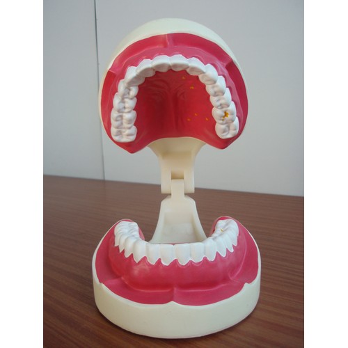TEETH ANATOMIC MODEL