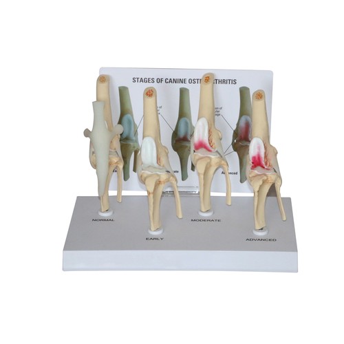 CANINE KNEE OSTEOARTHRITIS MODEL (4 STAGES)