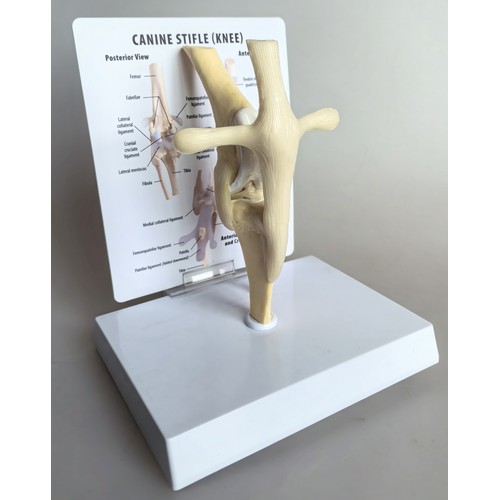 CANINE STIFLE (KNEE)