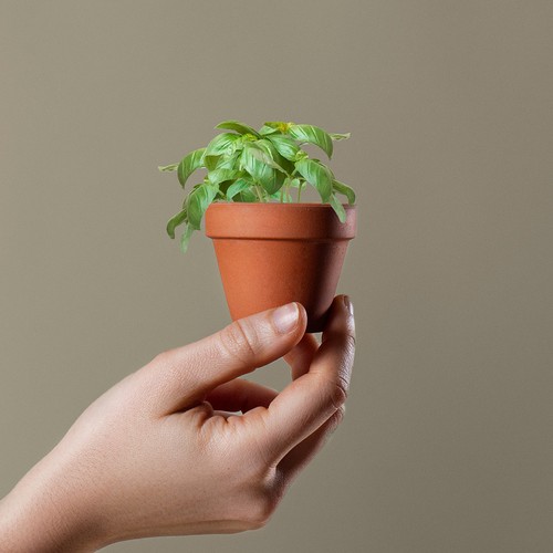 POT PLANTE BASIL PERSONNALISÉ