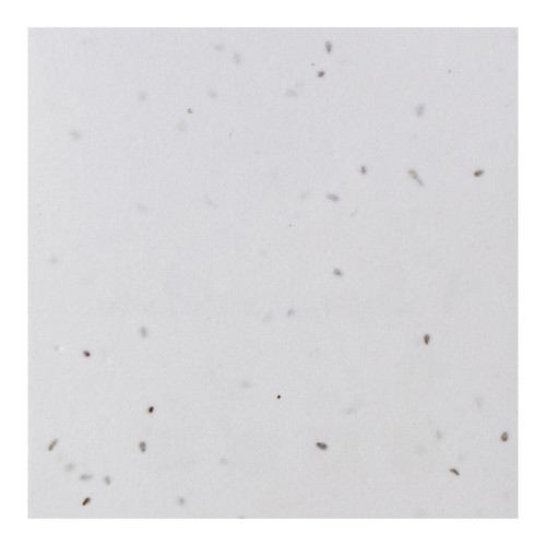 DESSOUS DE VERRE GERMINA 200GR 2 FACES - 6