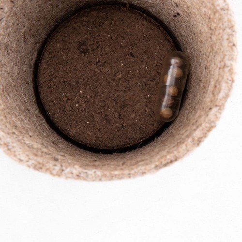 POT PLANTE CERES - 6