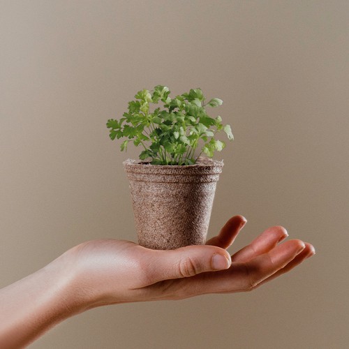 POT PLANTE CERES - 1