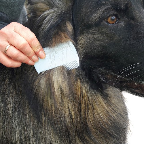 Peigne à poux et puces - 3