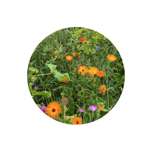 Sachets de graines de fleurs sauvages 4 grammes - 3