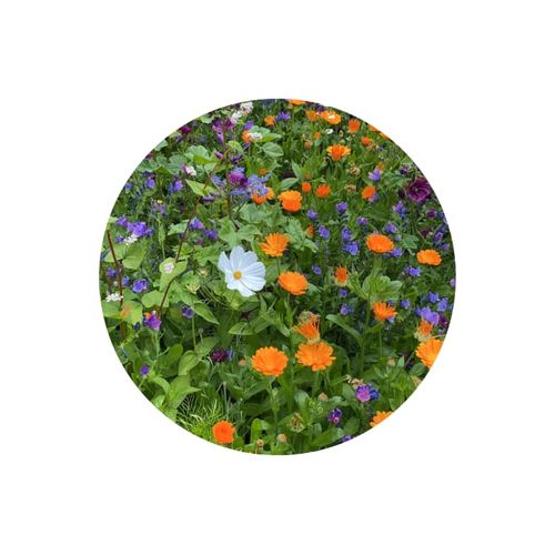 Sachets de graines de fleurs coupées 4 grammes - 5