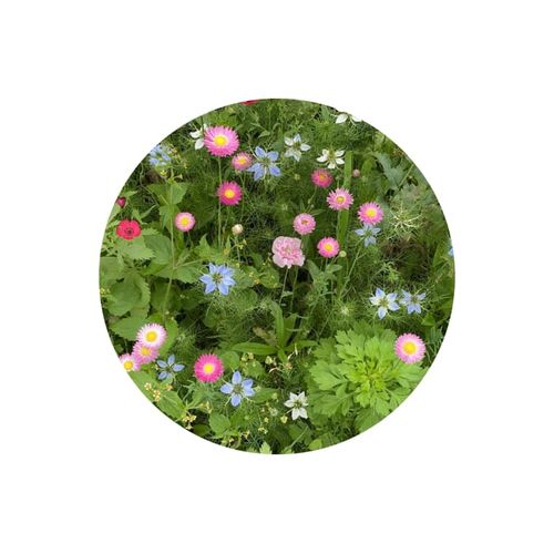 Sachets de graines de fleurs séchées 4 grammes - 4