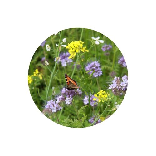 Sachets de graines de fleurs d'abeilles et de papillons 4 grammes - 5