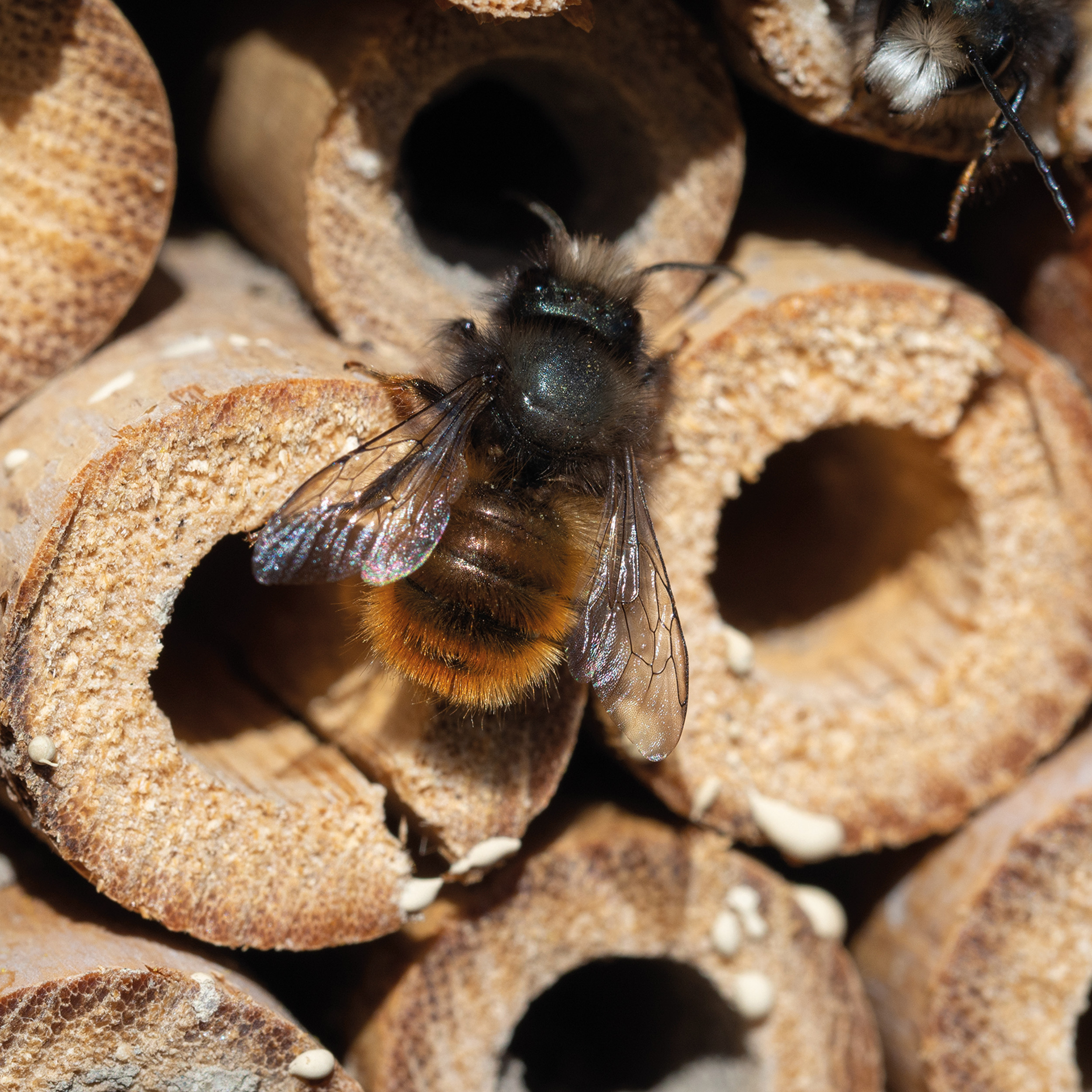Hôtel pour insectes en bois LUDOVICA