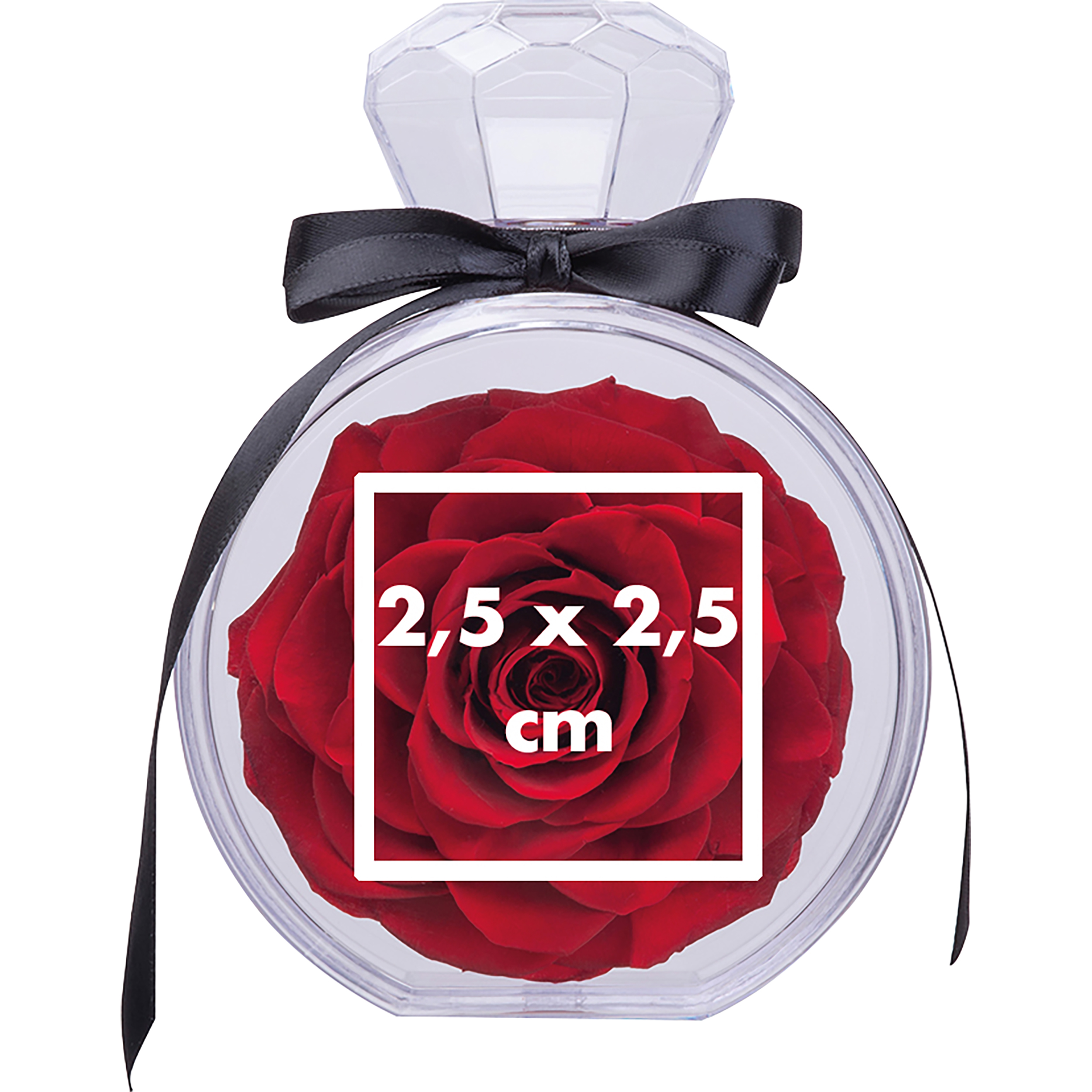 Rose conservée MARCELLA - 4