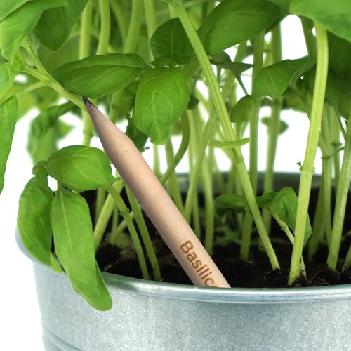 Crayon Sprout en bois durable avec mine graphite. Plantable après utilisation - 25