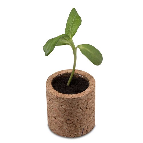 Plant-cork round with seeds - Spruce Plant-cork round with seeds - Spruce