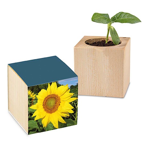 Plant-wood with seeds - Sunflowers