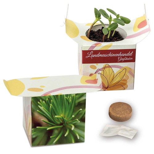 Hanging pot - Spruce