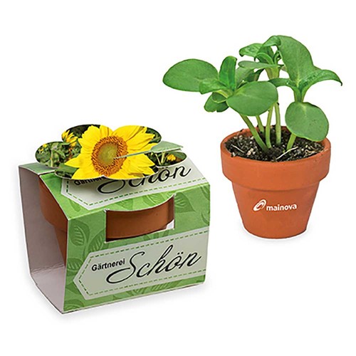 Mini plant-pot flower with seeds - Sunflowers