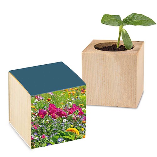 Plant-wood with seeds - Summerflowers mix