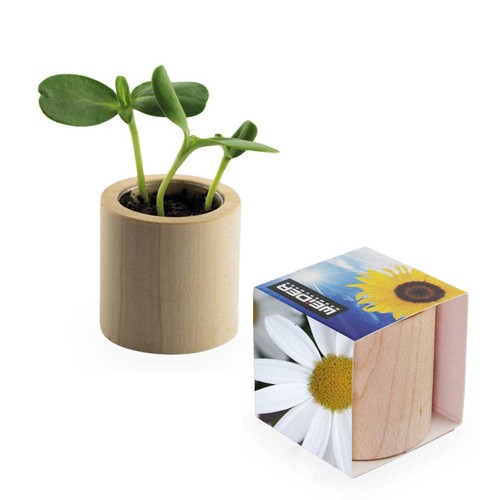 Plant-wood round with seeds - Marguerite