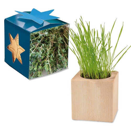 Plant-wood maxi star-box with seeds - Thyme