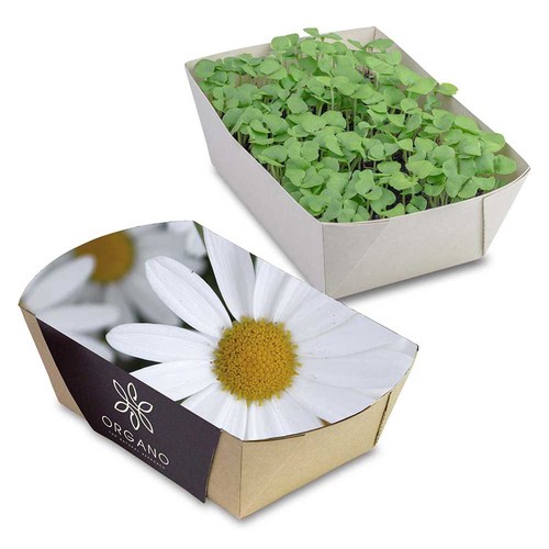Plant-bowl with seeds - Marguerite