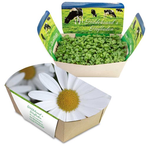 Plantodrom with seeds - Marguerite