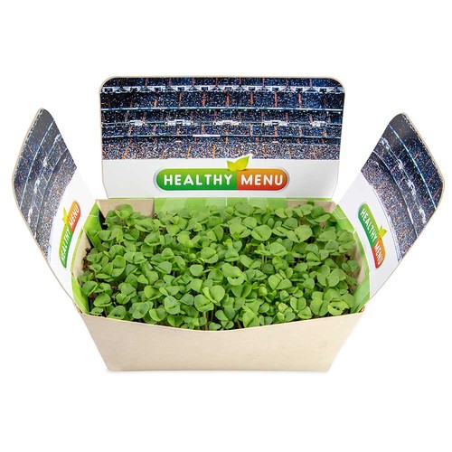 Plantodrom with seeds - Marguerite Plantodrom with seeds - Marguerite