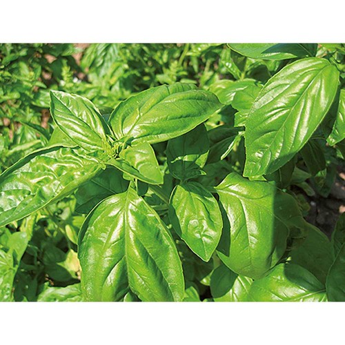 Plant-cork round with seeds - Basil Plant-cork round with seeds - Basil